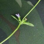 Clinopodium acinos Квітка