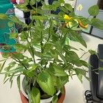 Euphorbia graminea Hoja