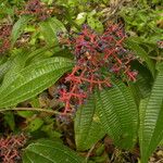 Miconia affinis 花
