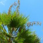 Copernicia alba Fruto