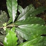 Ficus webbiana Leht