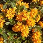 Berberis darwinii Flor