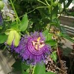 Passiflora incarnata Flor
