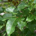 Combretum micranthum Blatt