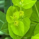 Euphorbia hyberna ফুল