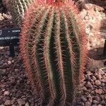 Ferocactus pilosus Ліст