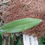 Maxillaria rufescens Leaf