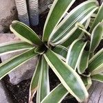 Neoregelia carolinae Листок