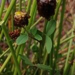 Trifolium spadiceum Hoja