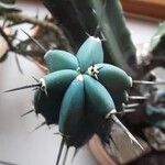 Myrtillocactus geometrizans Annet