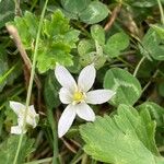 Ornithogalum exscapumBlomst