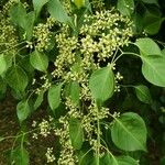 Euonymus maackii Fuelha