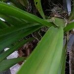 Epidendrum ciliare Yaprak