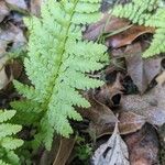 Dryopteris cristata पत्ता