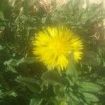 Centaurea involucrata Flower