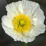 Papaver nudicaule Květ