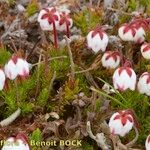 Cassiope hypnoides موطن