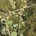 Abutilon pannosum Frukt