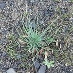 Asphodeline lutea Habit