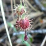 Ribes roezlii Fruit