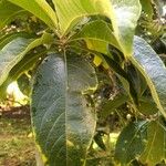 Acnistus arborescens Hoja