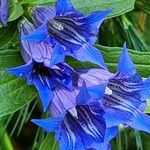 Gentiana asclepiadeaΛουλούδι