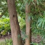 Podocarpus neriifolius Bark