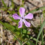 Phlox cuspidata ᱵᱟᱦᱟ