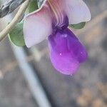 Dolichos oliveri Flower