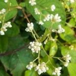 Persicaria chinensisBloem