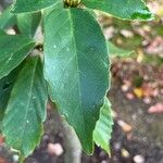 Quercus glauca Leaf