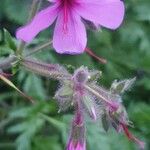 Geranium maderense फूल