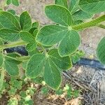 Cleome viscosa Fuelha