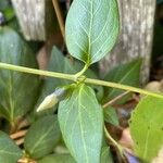 Vinca difformis Corteza