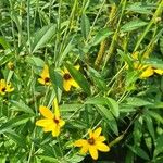 Coreopsis tripteris Квітка