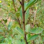 Ludwigia bonariensis Folha