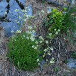 Saxifraga moschata Anders