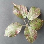 Rubus bracteatus Feuille