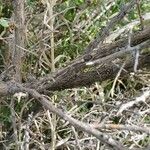 Sarcobatus vermiculatus 樹皮