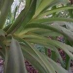 Yucca aloifolia Blatt