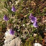 Soldanella pusilla Virág