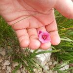 Allium insubricum Flower