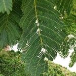 Albizia julibrissin Leaf