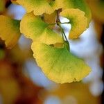 Ginkgo biloba Ліст