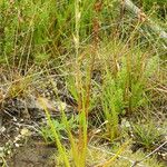 Philydrum lanuginosum Habit