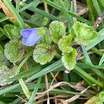 Veronica filiformis पत्ता