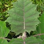 Solanum quitoense Leaf