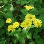 Doronicum pardalianchesFlors