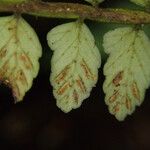 Asplenium barteri Hoja
