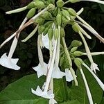 Nicotiana sylvestris Blomma